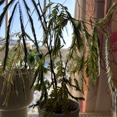 室内観葉植物　いろいろの画像