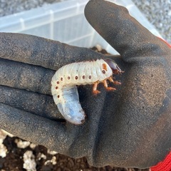 【幼虫/特価】モロンシロカブトムシ　幼虫5頭の画像