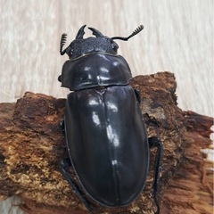 パリーフタマタクワガタ ペアの画像