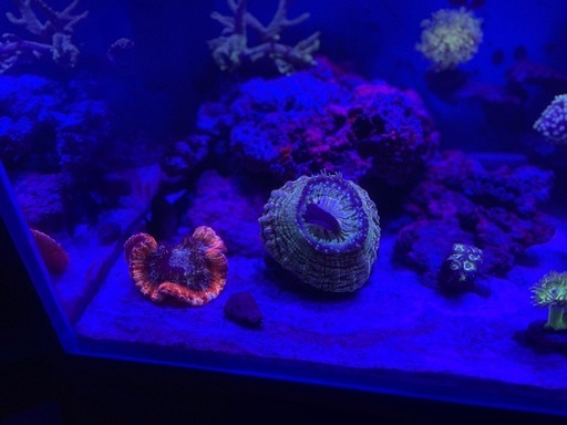 
アザミハナガタサンゴ　&オオバナサンゴ