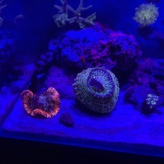 
アザミハナガタサンゴ　&オオバナサンゴの画像