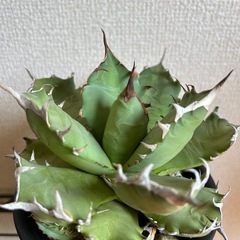 アガベ オテロイ ナンバーワン 子株の画像
