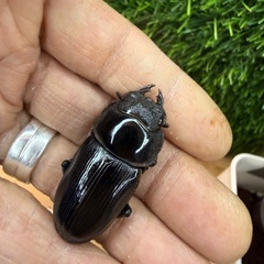 [国産オオクワガタNO:200]YG871系統  62ミリペアー   の画像