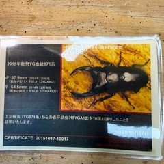 [国産オオクワガタNO:200]YG871系統  62ミリペアー   の画像