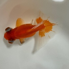 金魚 蝶尾 出目金 デメキン 更紗【郵送可】の画像