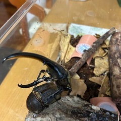 ヘラクレスオオカブトの幼虫の画像