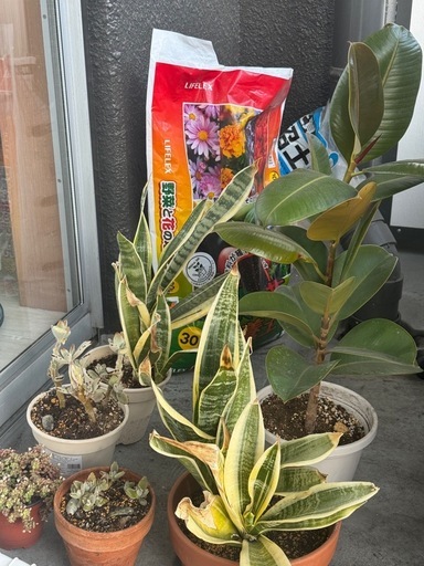 【引越し整理】観葉植物まとめ売り 鉢40個以上・園芸用品付き