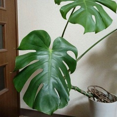 モンステラデリシオーサ実生苗の画像