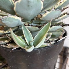 アガベ ポタトラム 吉祥冠錦 子株の画像