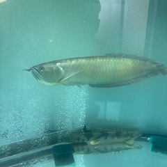 シルバーセットの画像