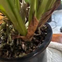 ニホンミツバチ最強誘引蘭デボニアナムの画像