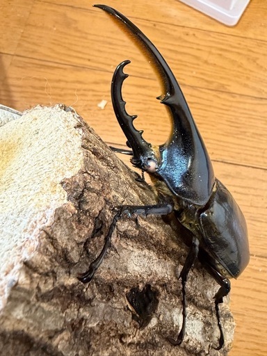 【売り切れ】ホワイトアイ ヘラクレスオオカブト ペア