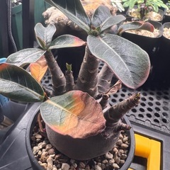 アデニウム　ブラックスキンの画像