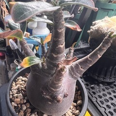 アデニウム　ブラックスキンの画像