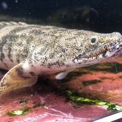 ポリプテルスエンドリケリーの画像