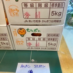 ポンカン 6.3kg 愛知県知多市 訳あり 特価 Mサイズ 赤秀 愛知県 知多市 愛知県産 B級品の画像