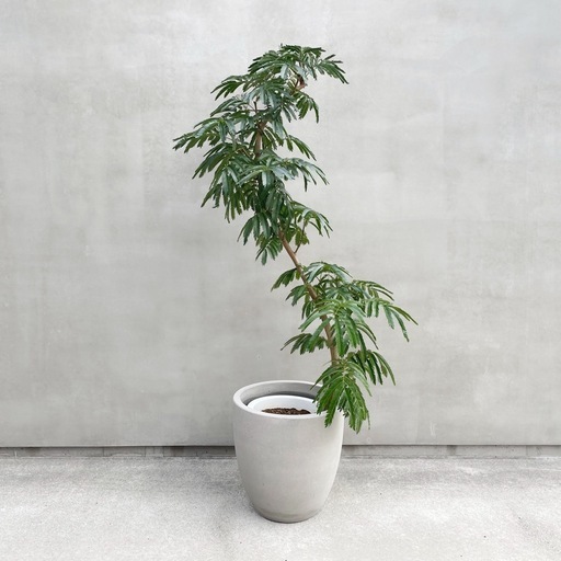 観葉植物 エバーフレッシュ 165cm 10号