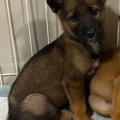 急募！オズ君の里親様募集中！