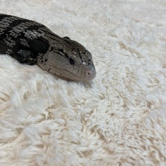 アオジタトカゲ  （アザンティック）の画像