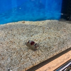 本日限定⑭オトヒメエビの画像