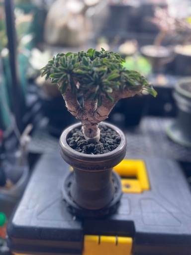 植物　ユーフォルビア　ギラウミニアナ