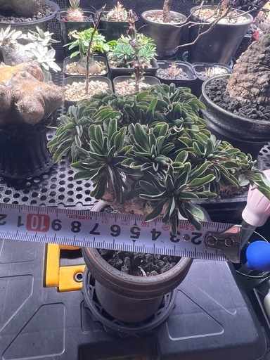 植物　ユーフォルビア　ギラウミニアナ