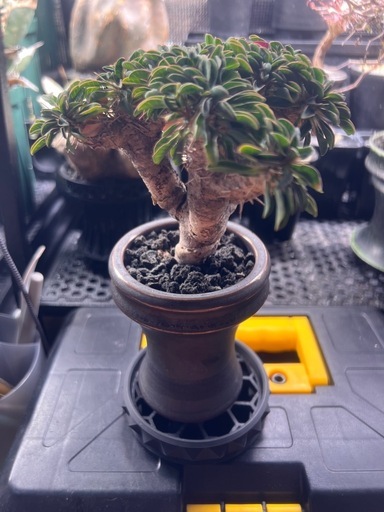 植物　ユーフォルビア　ギラウミニアナ