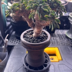 ユーフォルビア　ギラウミニアナの画像