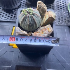 ユーフォルビア　オベサの画像