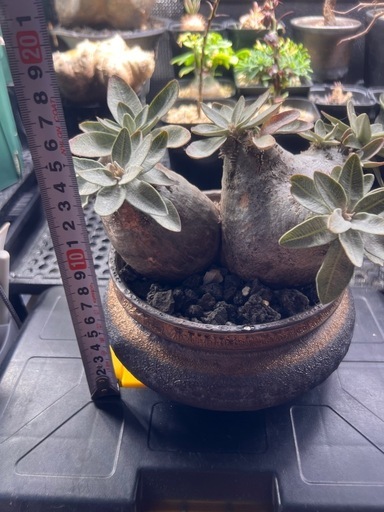 植物　パキポディウム　エニグマチカム2頭