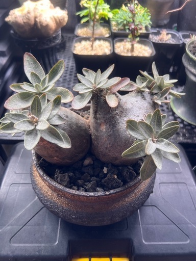 植物　パキポディウム　エニグマチカム2頭