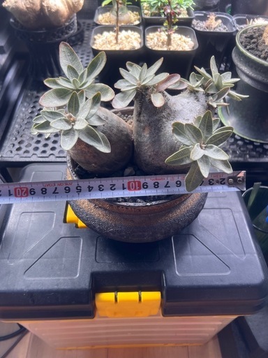 植物　パキポディウム　エニグマチカム2頭