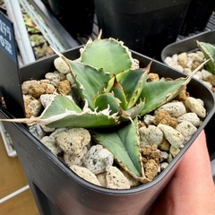 🌟No.29🌟 【強刺夕映】小株の画像