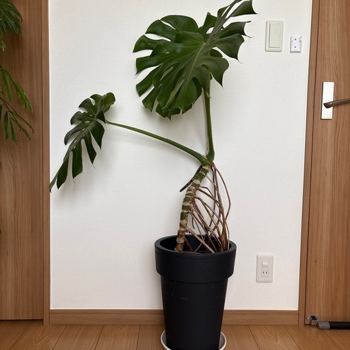 観葉植物　モンステラ　鉢植え　大型株