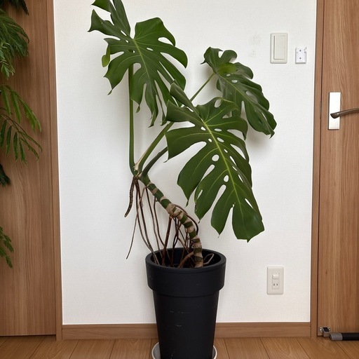 観葉植物　モンステラ　鉢植え　大型株