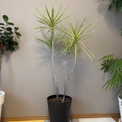 観葉植物　ドラセナ　ホワイボリー　鉢植え　希少品種　の画像