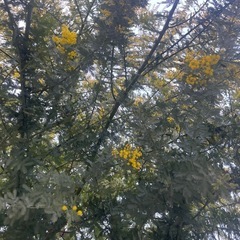 30cm1本100円で10本〜ミモザの画像