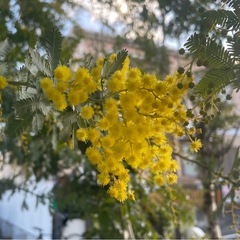 30cm1本100円で10本〜ミモザの画像