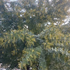 30cm1本100円で10本〜ミモザの画像