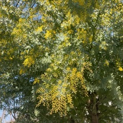 30cm1本100円で10本〜ミモザの画像