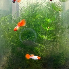 丹頂グッピーの画像
