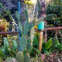 ロックガーデンにピッタリ!うちわサボテンの画像