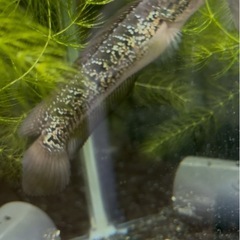 レッドギャラクシーコウタイの画像