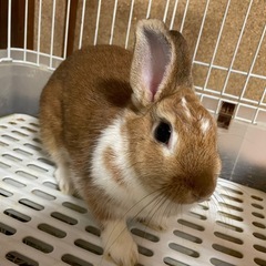 うさぎ 里親募集