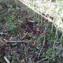 イノシシ、箱罠×2台、中古、宮崎県西都市三納の画像