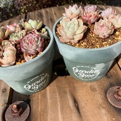 多肉植物　寄せ植え　2鉢セットの画像