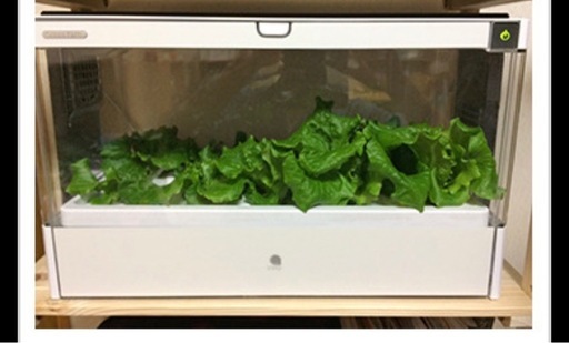 水耕栽培セット　子供の食育に