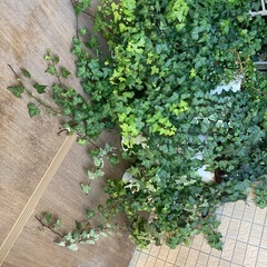 シマトネリコなど植物たちの画像