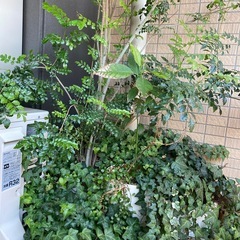 シマトネリコなど植物たちの画像