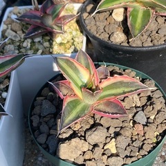 アガベ五色万代の画像